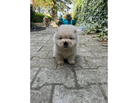 Chow chow (çin aslanı) yavrularımız