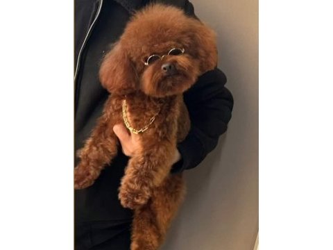 Toy poodle köpeği