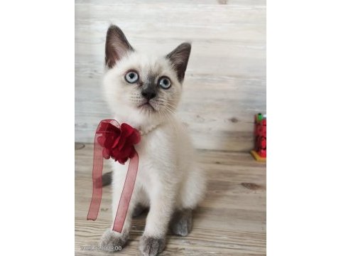 3 yavru blue point scottish straight