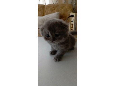 Scottish straight ve scottish fold yavrular