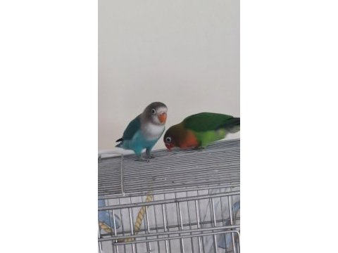 Yavru cennet papağanı