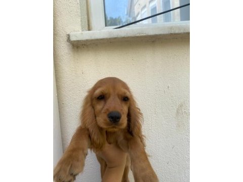 Cocker yavruları antalya acil