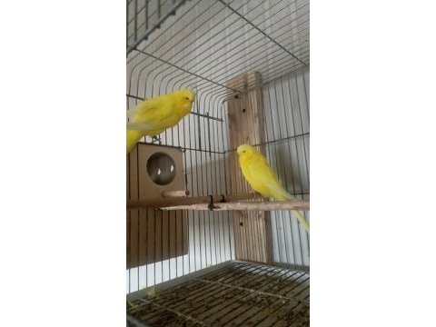Show jumbo muhabbet kuşu