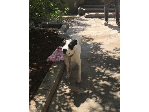 Hataydan depreminden getirdik köpek fazlalığı nedeniyle