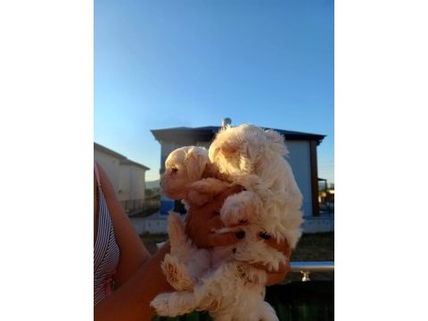 Saf kan maltese sıfır numara yavrularım