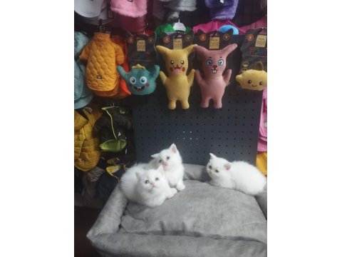Dişi erkek karbeyaz safkan british shorthair