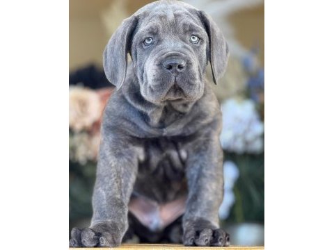 Cane corso kapıda ödemeli çiftlik kredi kartı geçer