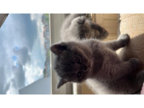 British shorthair 3 tane mevcut arayıp bilgi alabilirsiniz