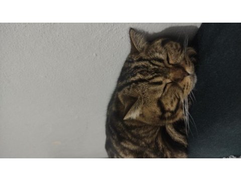 Kedimiz paşaya ömürlük sevgi dolu yuva aranıyor
