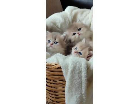 British longhair dişi erkek