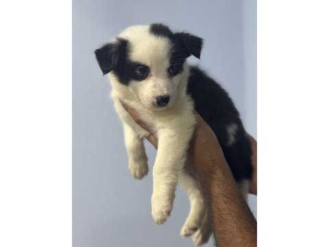 Dünyanın en akıllı köpekleri