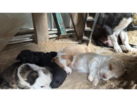 Oyuncu minik köpekler