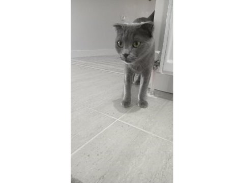 Scottish fold