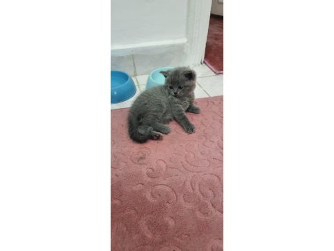 British shorthair