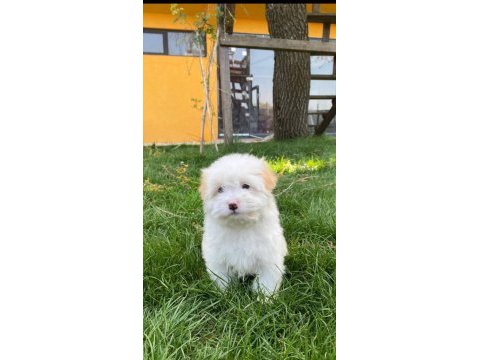 Terrier maltipoo kar beyazı yavrular