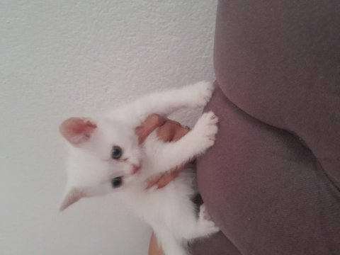 2ayliktir