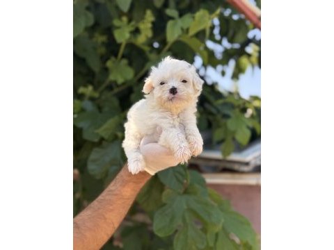 Sevimli pamuk maltese terrier