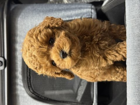 Toy poodle güzelliği