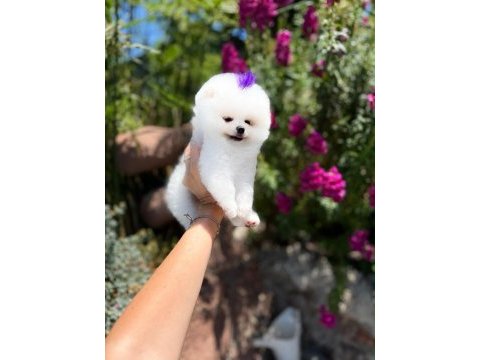 Orjinal pomeranian boo