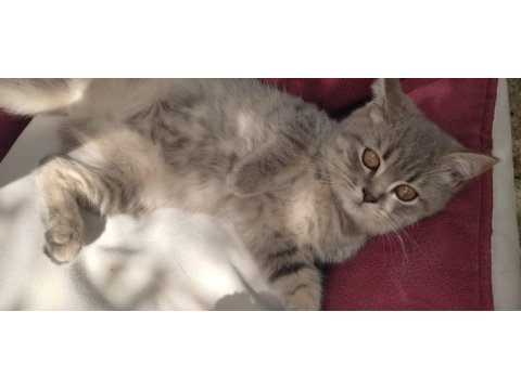 British shorthair yavrumuz dişi