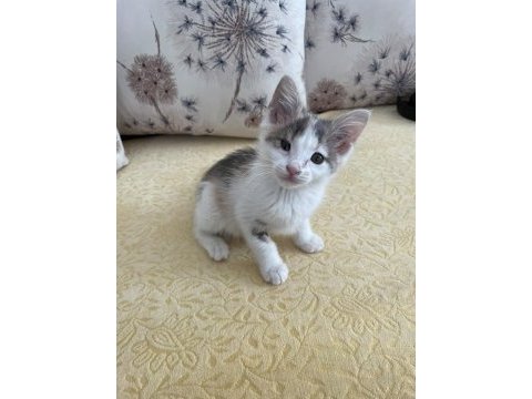 Ömürlük yuva arayan 2 aylık tatlı bir yavru kedimiz