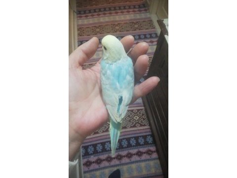 Yavru muhabbet kuşu
