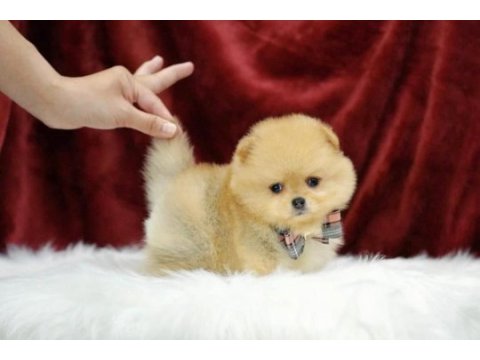 Ayı surat pomeranian yavrular korekan