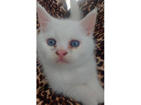 Beyaz british shorthair kardeşler yeni yuvalarını arıyor