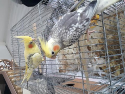 Yerli temiz sağlıklı eğitimli çift sultan papağanı