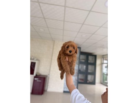 Maltipoo yavru köpeğimiz