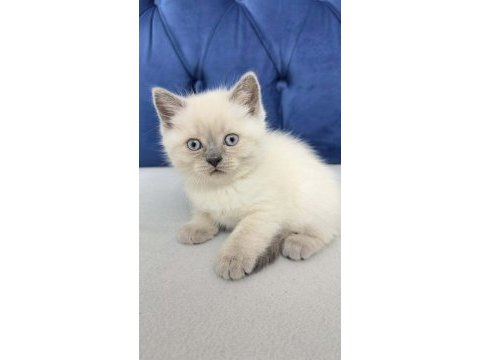 2 aylık erkek kedimiz oğlumuz blue point