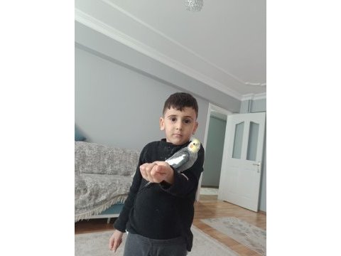 Sultan papağanı 1 yaşında