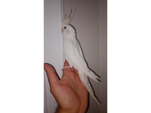 Albino sultan papağanı 3,5