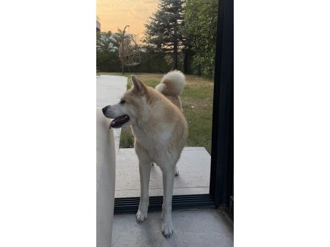 Akita dostumuz alexander 2 yaşında dişi