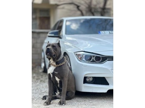 Dişi erkek eş cane corso