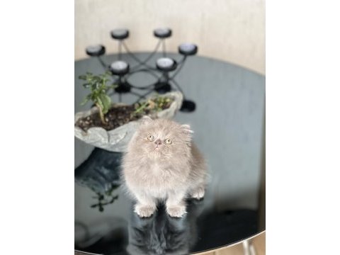 Irkının en iyisi british longhair yavrum