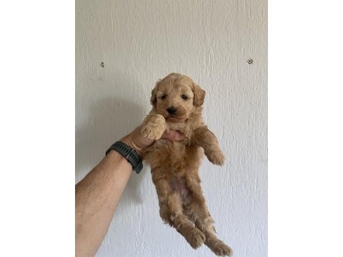 Dünya tatlısı maltipoo bebeklerim