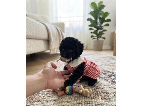 Çok uyguna teacup minik köpekler
