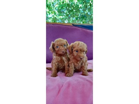 Poodle iki kardeş