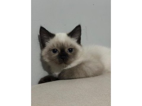 Samsun içi dişi birman yavrumuz