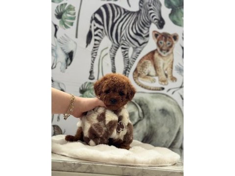 Toy poodle köpekleri