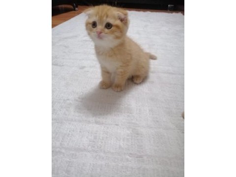 Scottish fold erkek yavrumuz mama ve tuvalet eğitimi tamam