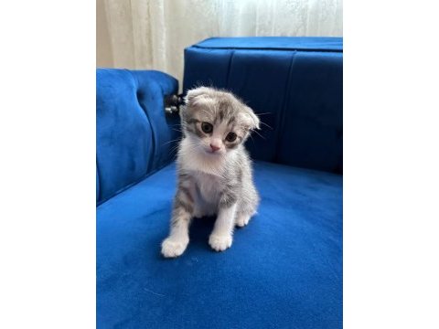 Bu tatlı scottish fold yavruları sahiplendirmek istiyoruz
