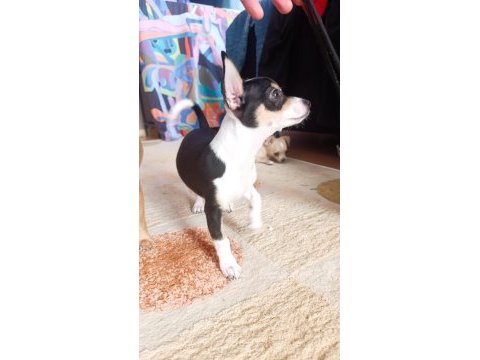 3 aylık erkek chihuahua yavrusu
