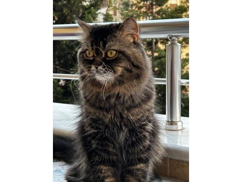 British shorthair