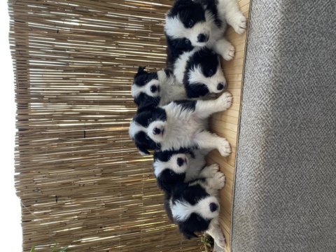 A şecere disi erkek border collie yavrular