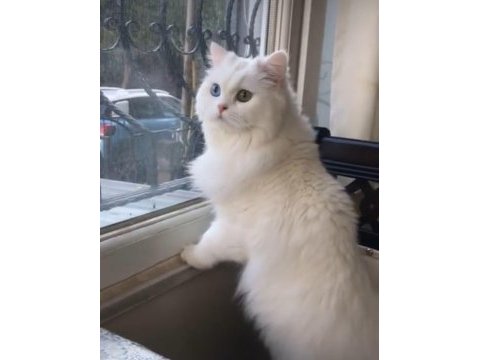 British longhair mavi göz dişi bebek