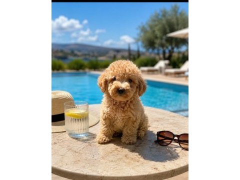 Harika poodle şekerler