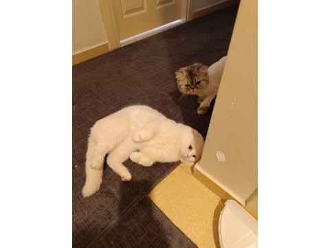 Erkek damızlık bembeyaz scottish fold