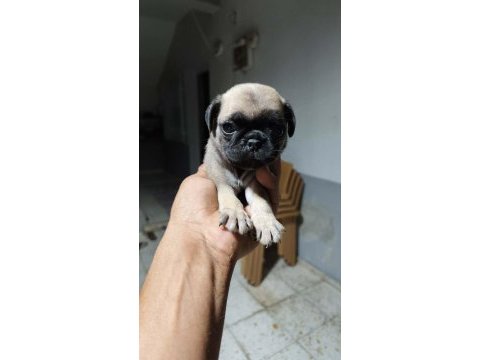 Pug yavrularımız